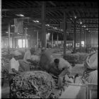 Loading tobacco bundles